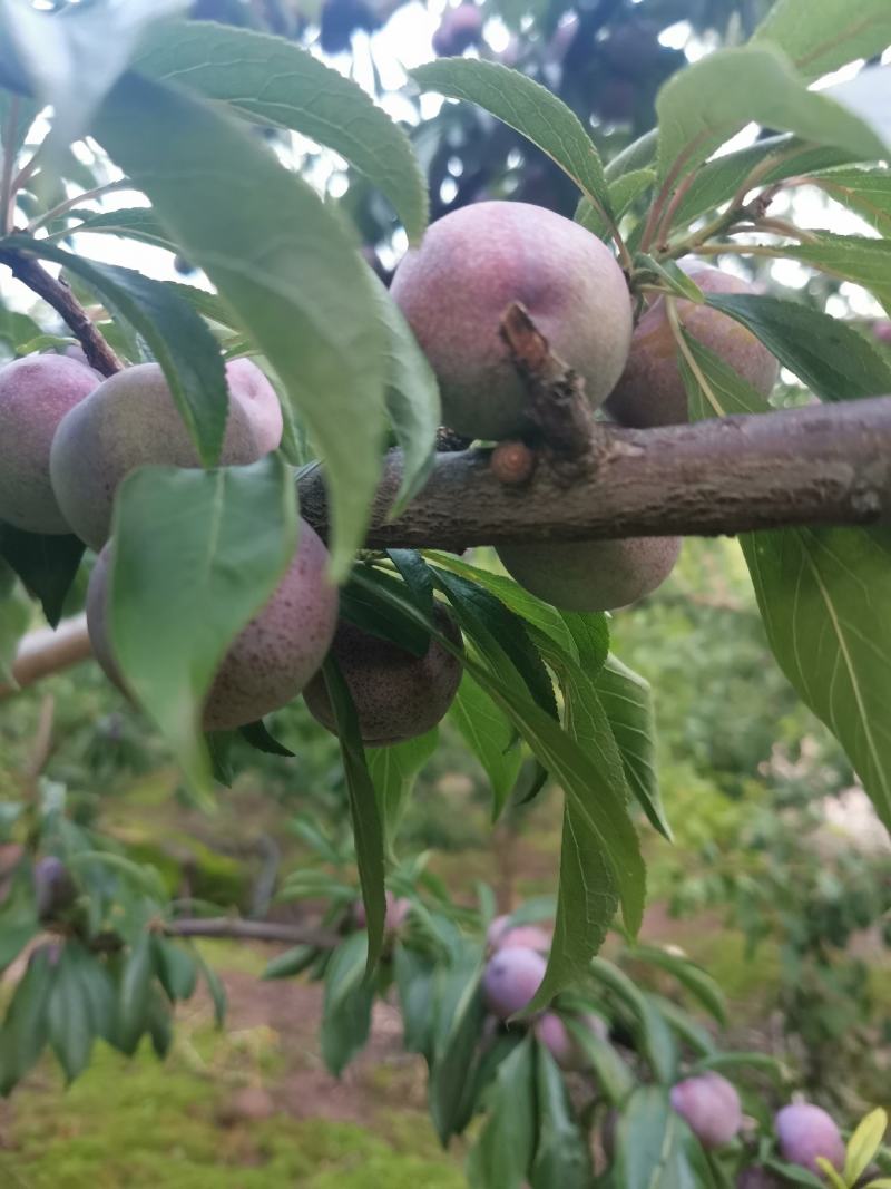 汉源脆红李，市场货电商货无限量供货中，园子散货大量有