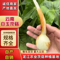 云南精品茨菇，慈姑，规格齐全，农户自产自销，低价好货