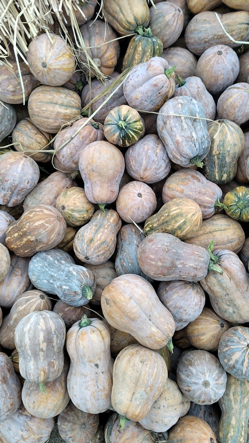 小南瓜金葫芦南香甜可口