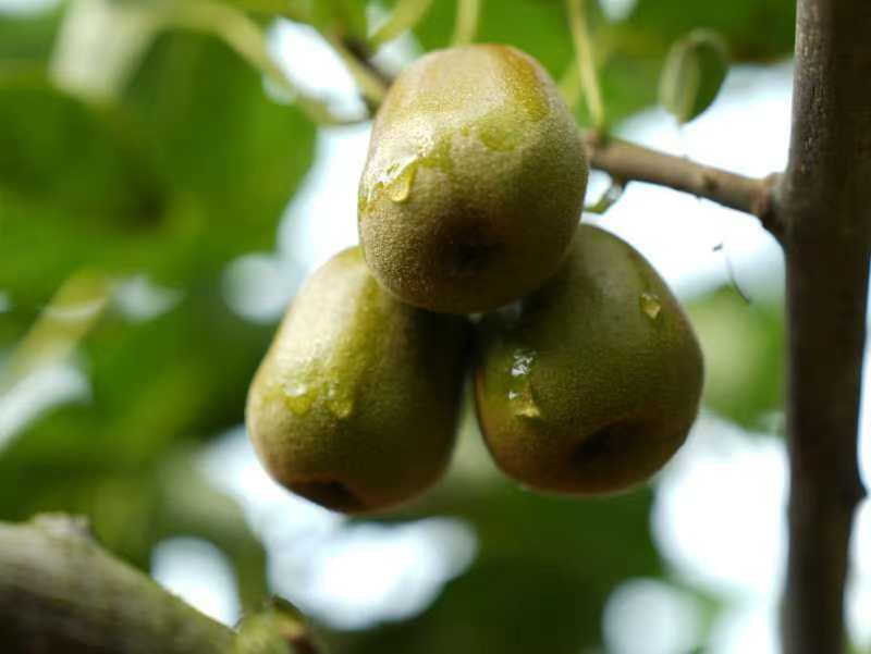 三颗并列摆放的猕猴桃,从左到右分别为:坚硬未熟(深绿色)、适中成熟(深绿带弹性)、过熟(表皮发皱、局部塌陷),背景为白色大理石台面,用于展示不同成熟阶段的外观区别 猕猴桃成熟度对比图