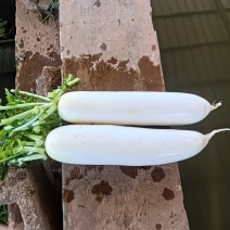 萝卜上市高海拔山地萝卜