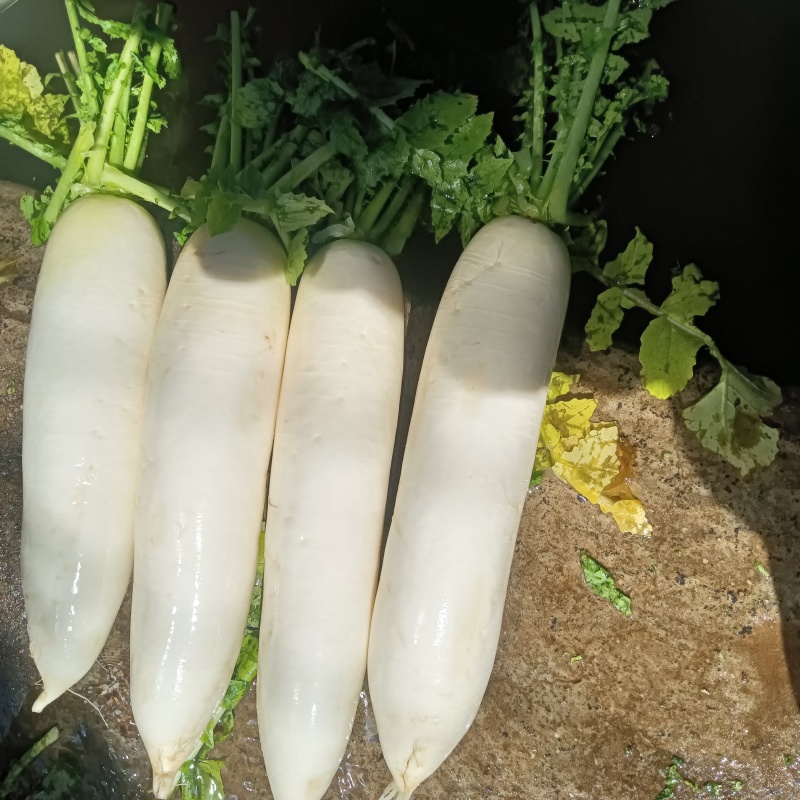 萝卜上市高海拔山地萝卜