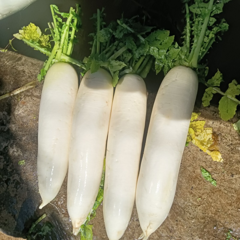 萝卜上市高海拔山地萝卜