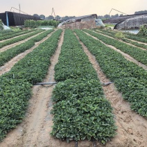 红颜草莓苗成活率高自家苗圃繁育质优价廉