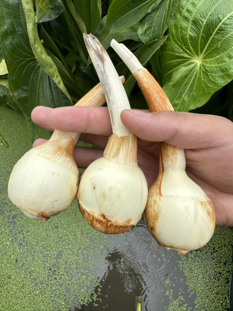 电商茨菇，电商慈姑，基地自产自销，现货现发