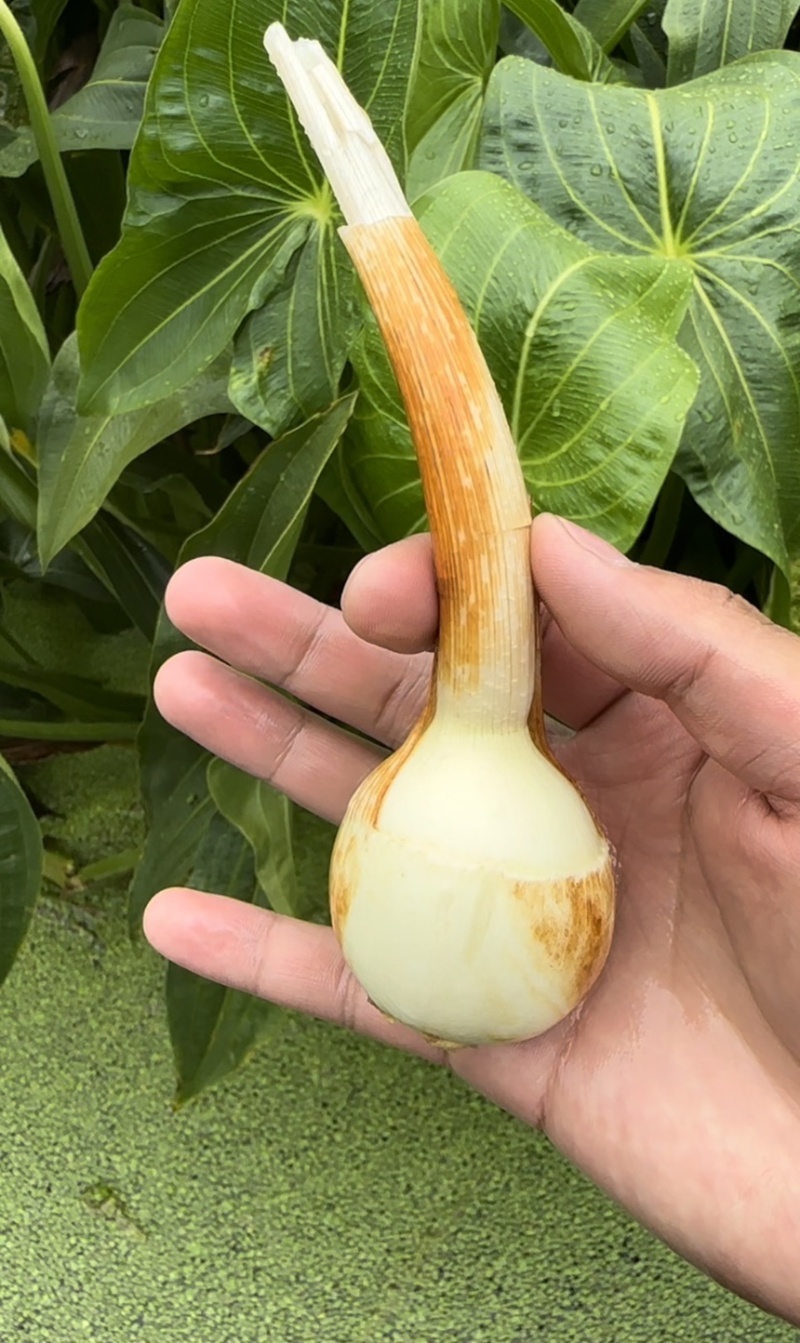 电商茨菇，电商慈姑，基地自产自销，现货现发