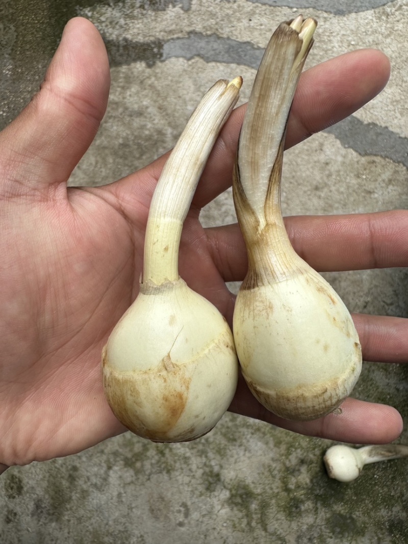 电商茨菇，电商慈姑，基地自产自销，现货现发