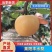 山东莱阳精品丰水梨8月上市对接电商市场档口社区团购对接