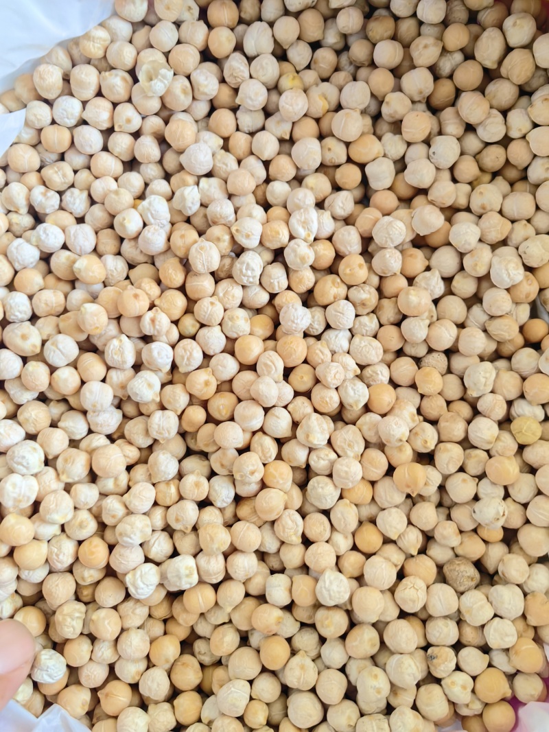 新疆鹰嘴豆一手货源全国代发价格优惠欢迎致电