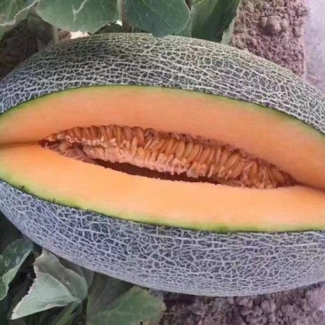 精品哈密瓜伽师瓜量大从优质量保证欢迎咨询