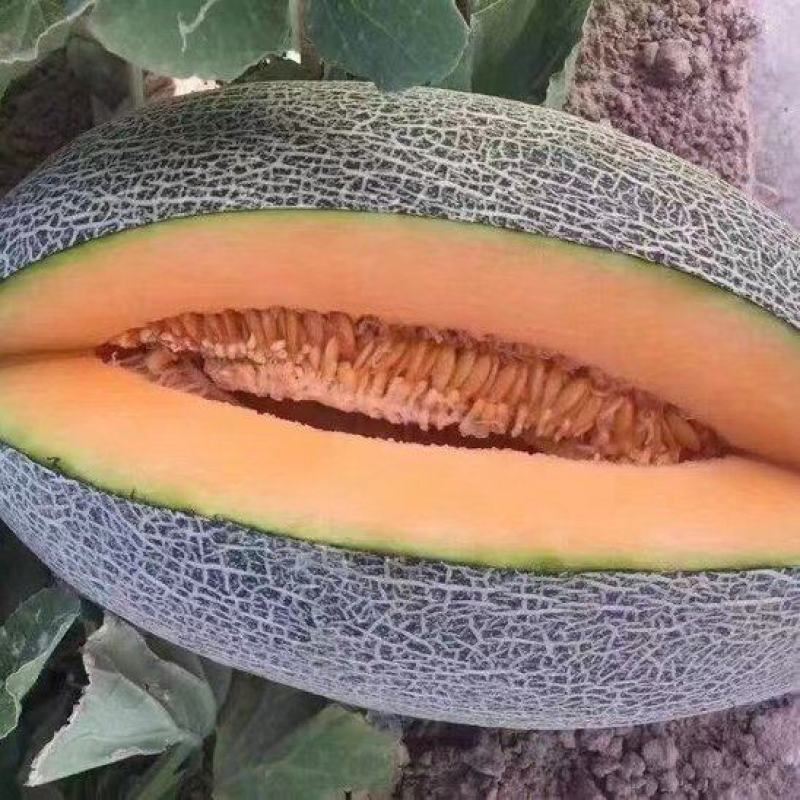 精品哈密瓜伽师瓜量大从优质量保证欢迎咨询