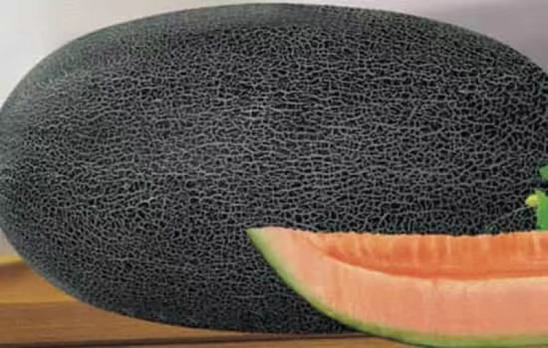 精品哈密瓜伽师瓜量大从优质量保证欢迎咨询