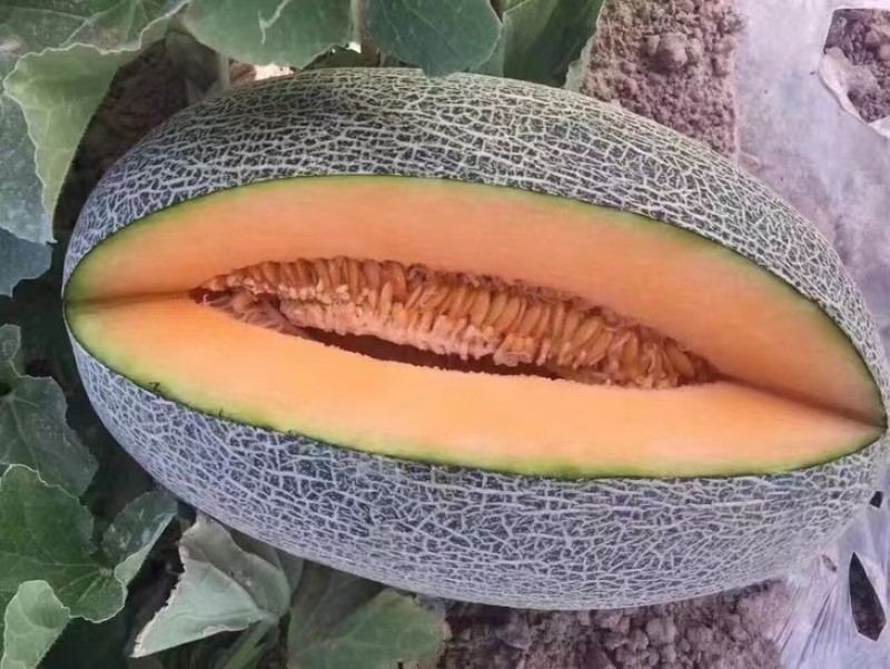 精品哈密瓜伽师瓜量大从优质量保证欢迎咨询