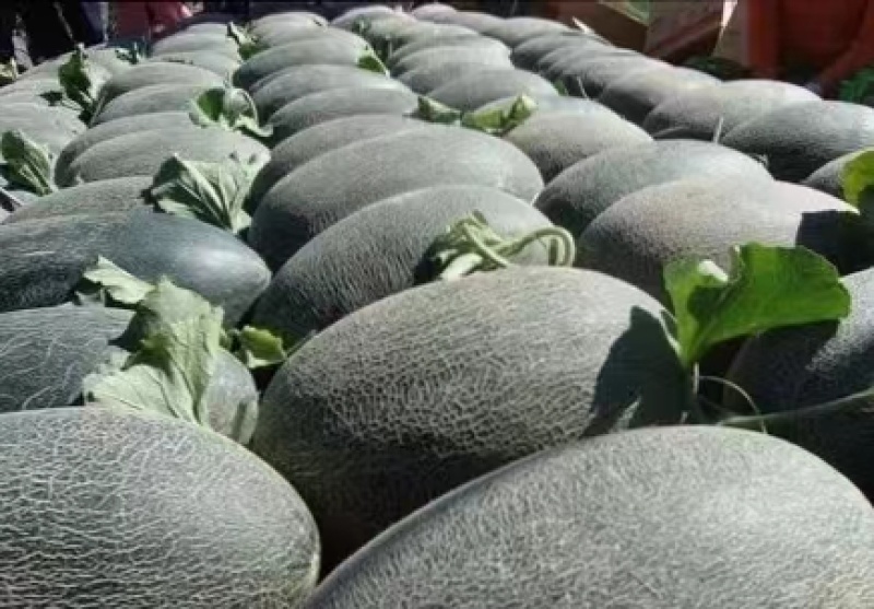 精品哈密瓜伽师瓜量大从优质量保证欢迎咨询
