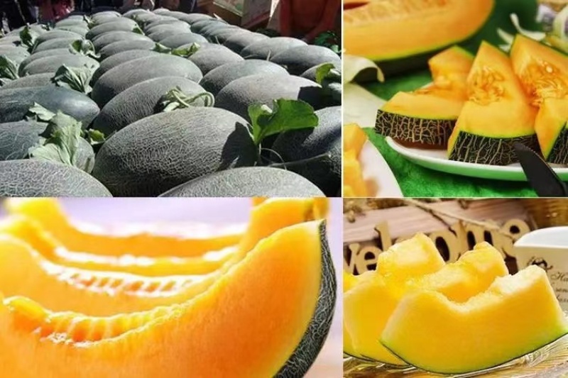 精品哈密瓜伽师瓜量大从优质量保证欢迎咨询