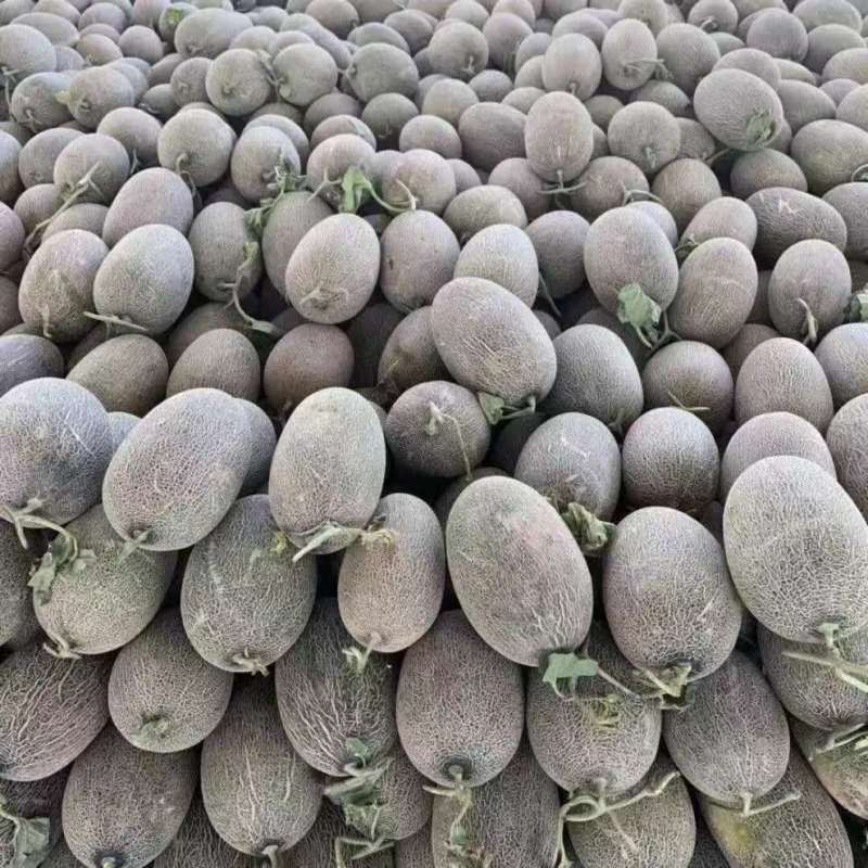 精品哈密瓜伽师瓜量大从优质量保证欢迎咨询