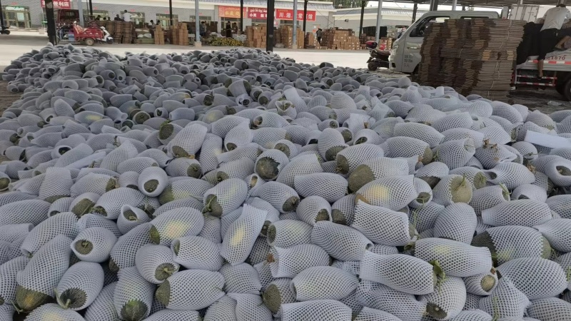 精品哈密瓜伽师瓜量大从优质量保证欢迎咨询
