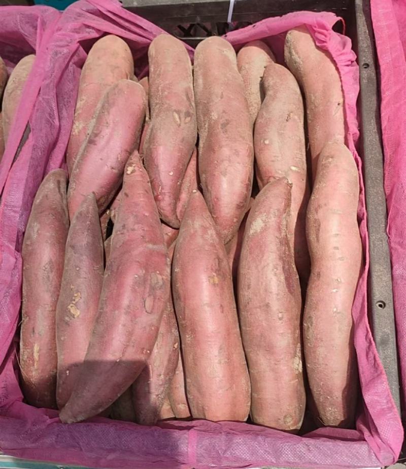 河北邢台济薯26产地发货一手货源批发品质保证价格美丽