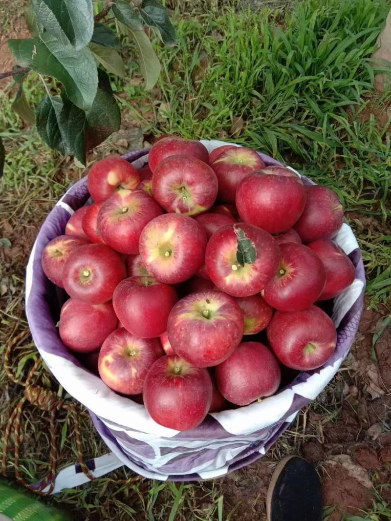 红露苹果、华硕苹果
