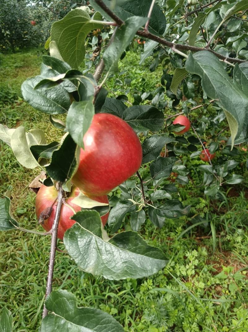 红露苹果、华硕苹果