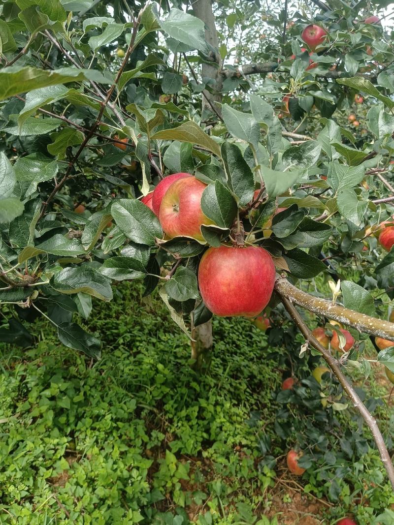 红露苹果、华硕苹果