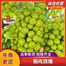 【精品】河南商丘阳光玫瑰葡萄，量大质优，可对接市场商超