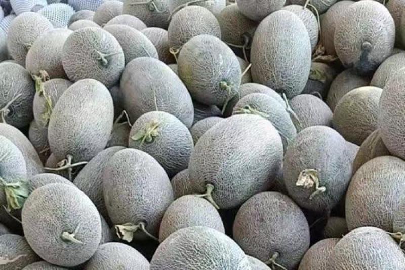 精品哈密瓜伽师瓜量大从优质量保证欢迎咨询