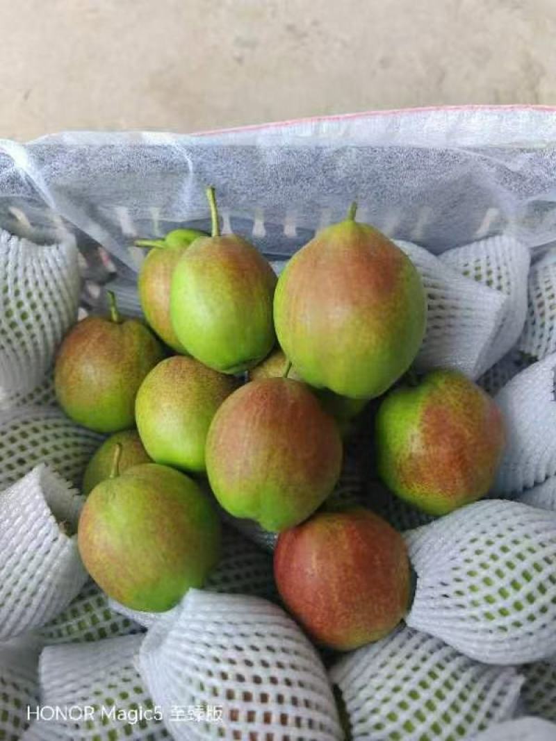 河北邢台新梨七号产地发货一手货源批发品质保证价格美丽