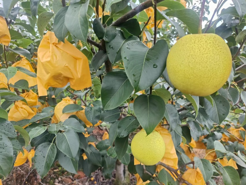 雪花梨，泸西高原梨大量上市，基地直发，价格优惠，欢迎选购