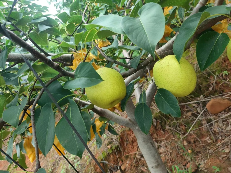 雪花梨，泸西高原梨大量上市，基地直发，价格优惠，欢迎选购