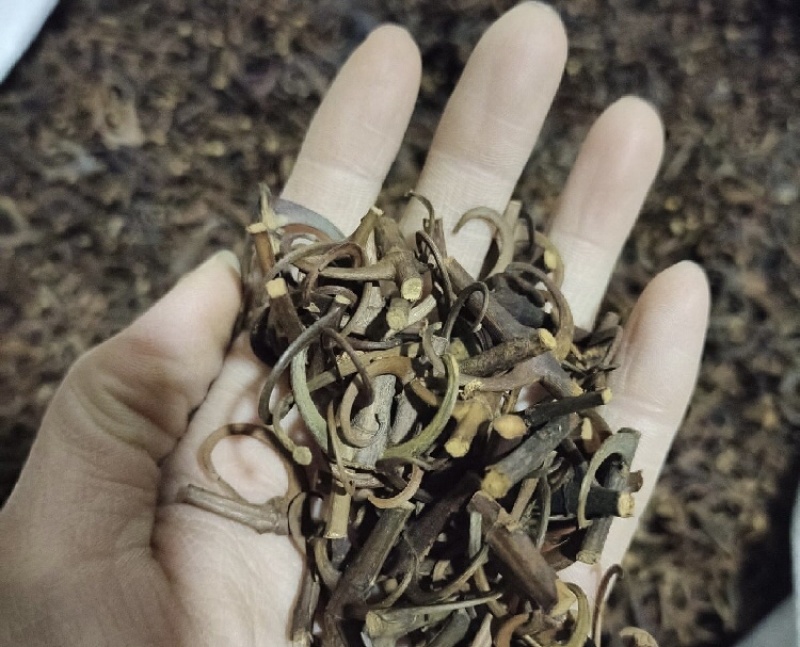 钩藤产地直发一手货源品质保证欢迎各位，全国发货，