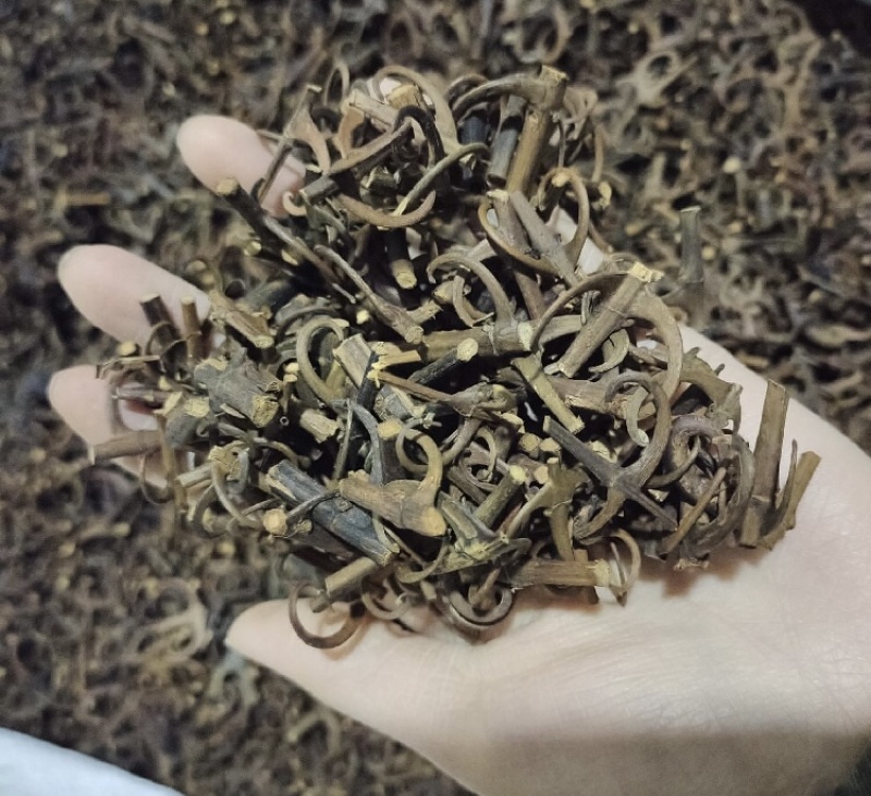 钩藤产地直发一手货源品质保证欢迎各位，全国发货，