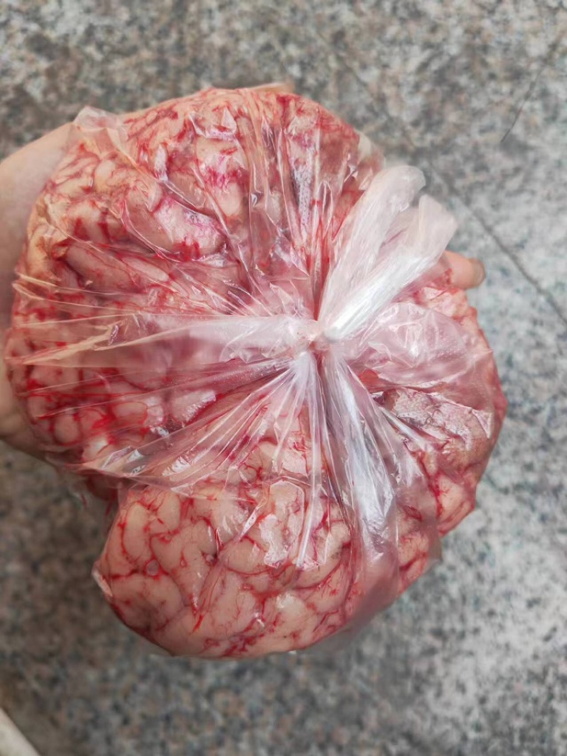 牛脑河南发货，品种齐全，50斤起售，运费自理欢迎来电