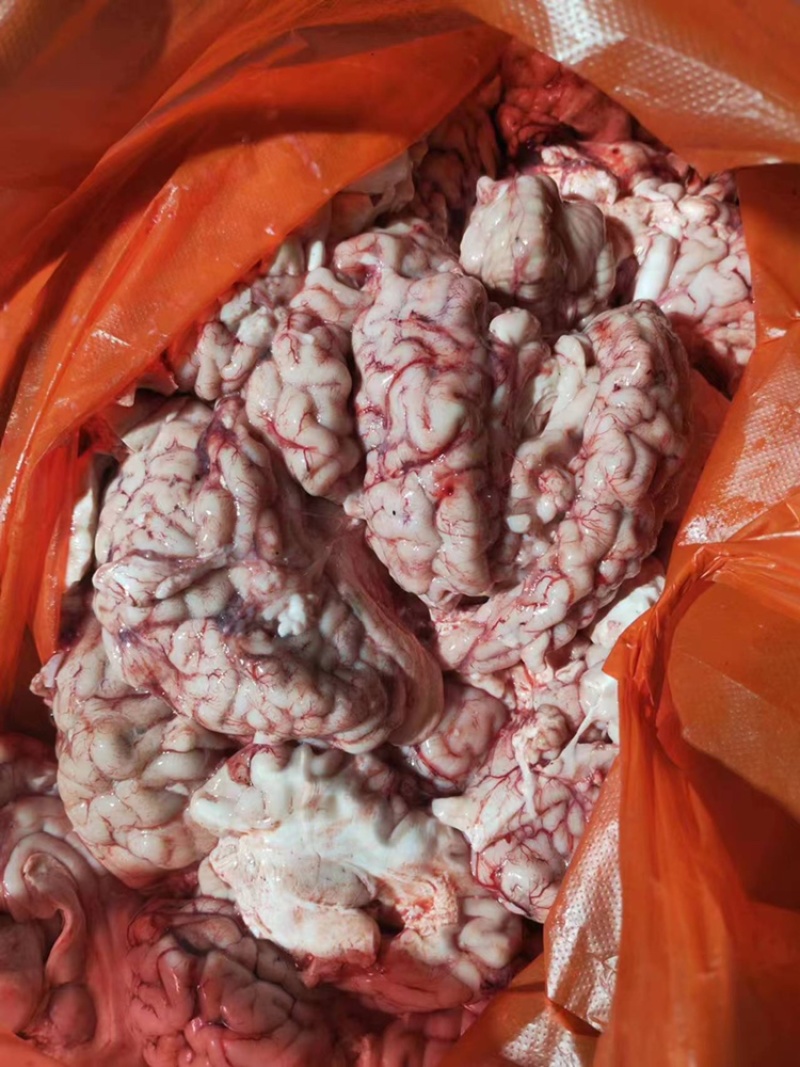 牛脑河南发货，品种齐全，50斤起售，运费自理欢迎来电