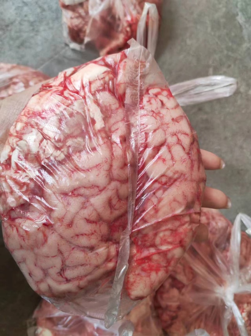 牛脑河南发货，品种齐全，50斤起售，运费自理欢迎来电