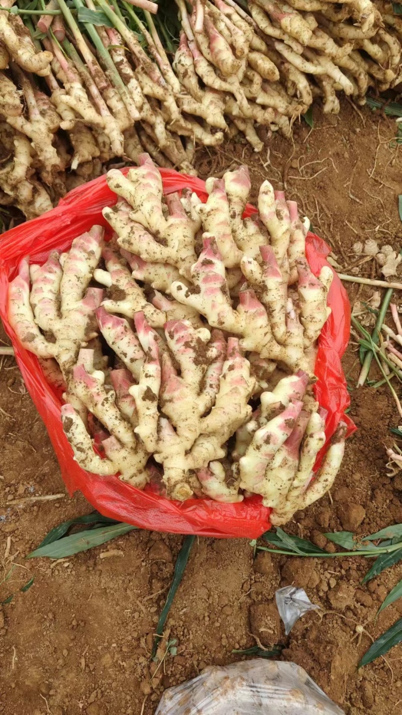 贵州惠水优质子姜，产地直发品质保证货源充足