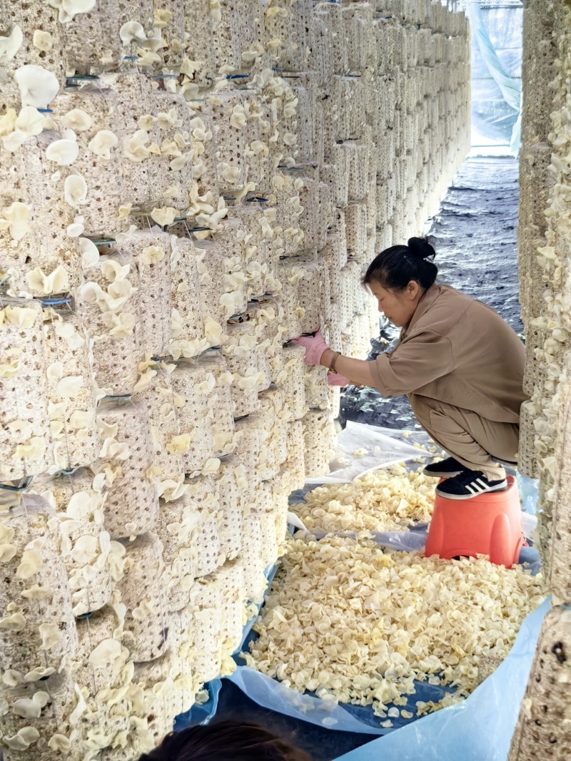 黑龙江白玉木耳，纯柞木黑木耳