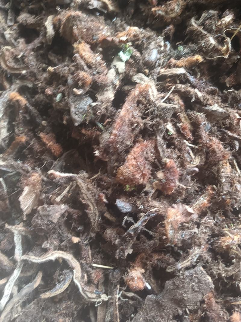 骨碎补（含量足）野生