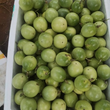 广东湛江硇洲岛百香果