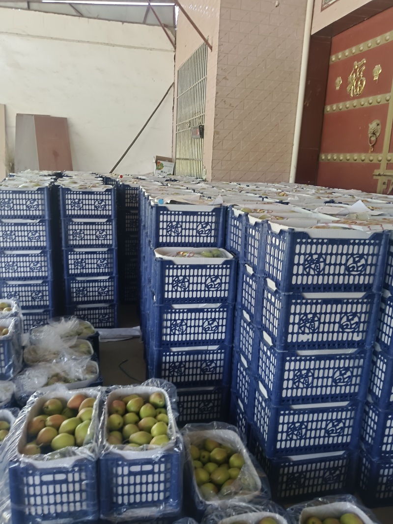 陕西优质冷红香酥梨基地大量供应对接全国市场档口电商团购