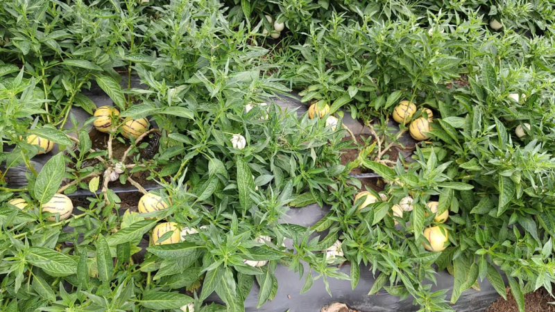 石林树熟人参果零担整车电商市场商超欢迎对接