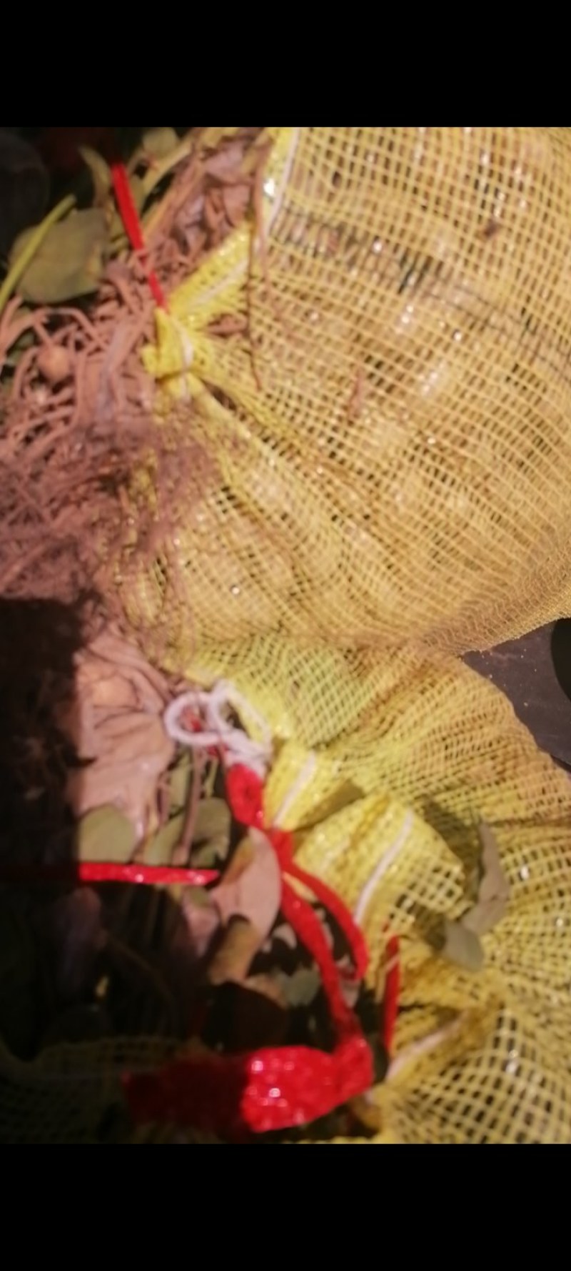 【推荐】河南精品花生米产地直发大量供应