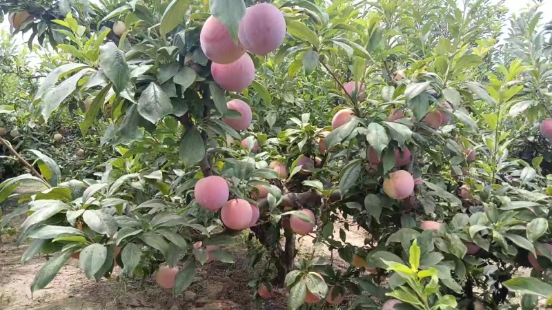 千味红***********
