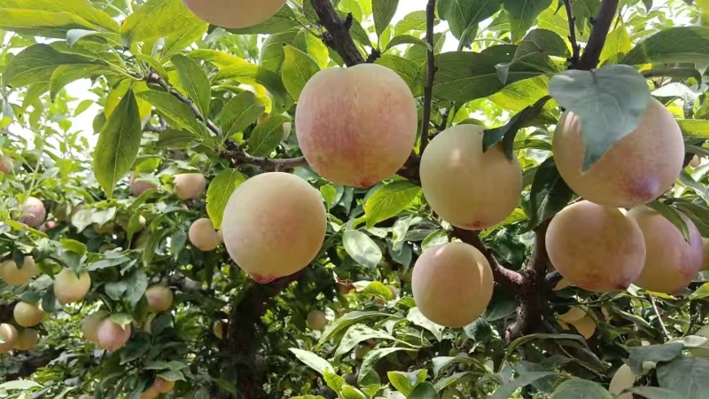 千味红***********