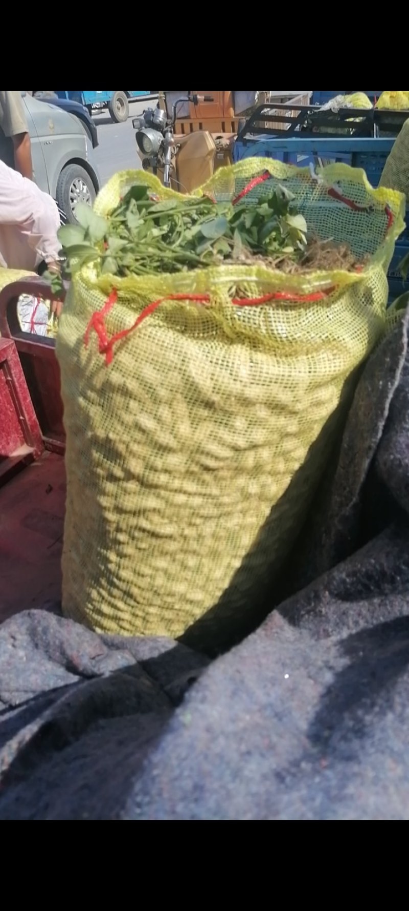 【推荐】河南精品花生米产地直发大量供应