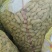 【推荐】河南精品花生米产地直发大量供应