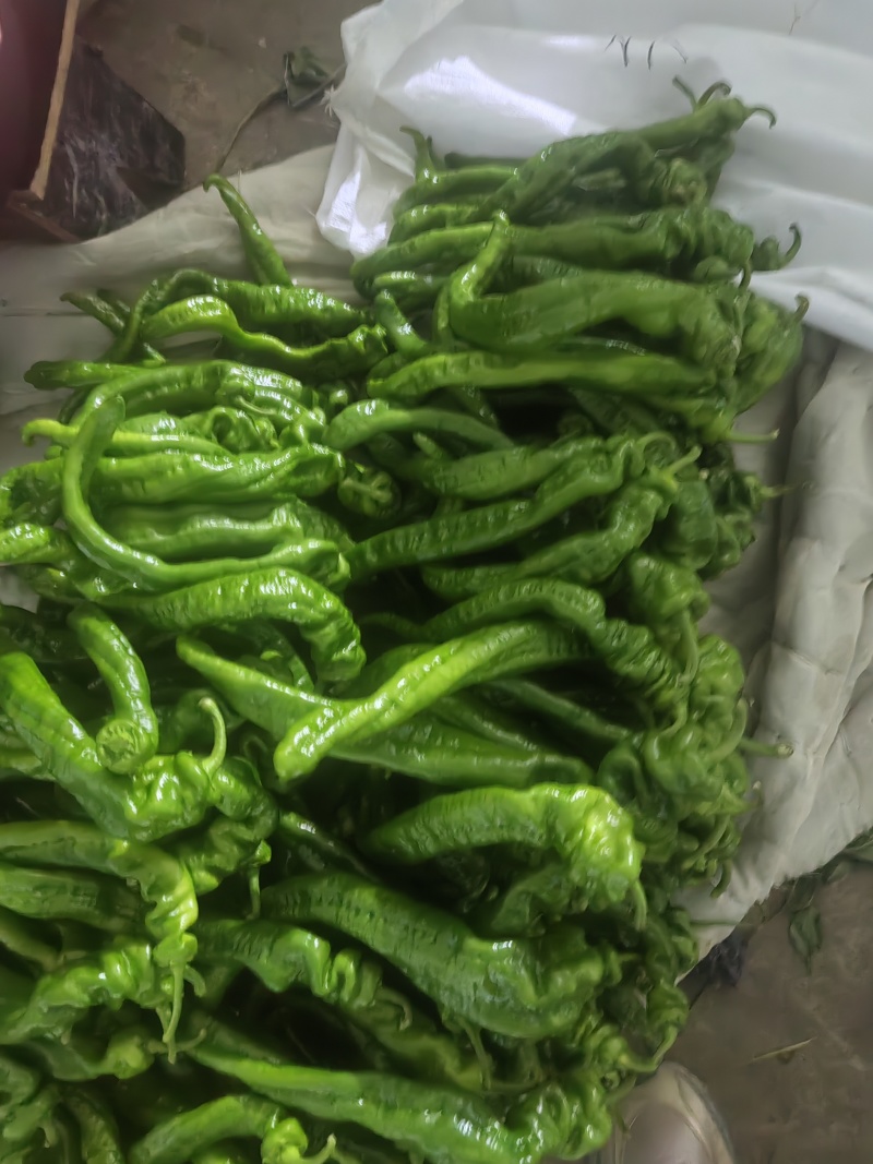 辣椒大量上市中………陇椒，，，大冠，，，行玉，，大量有货