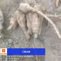 剑阁县野生葛根