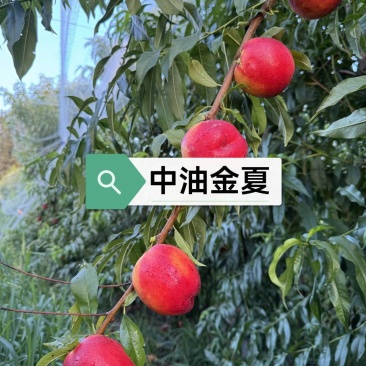 金夏油桃苗早熟外观亮丽离核黄肉浓甜丰产