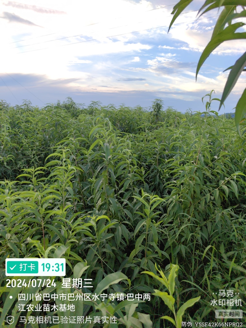 金夏油桃苗早熟外观亮丽离核黄肉浓甜丰产